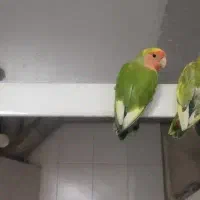 گمشده طوطی برزیلی جیلان اباد مژدگانی