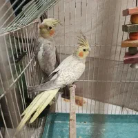 عروس هلندی|پرنده|رباطکریم, رباطکریم|دیوار