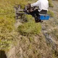 درو کردن رازیانه بادستگاه دروگر بابسته بندی