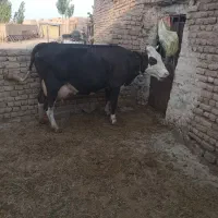 گاو‌.سیمینتال