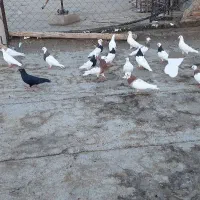 کفتر