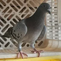ماده پلاکی ۲۰۲۵