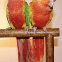 طوطی آناناسی رد اکستریم مولد