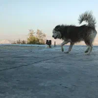 واگزاری|سگ|خرم‌آباد, |دیوار