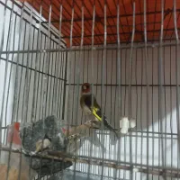 پرنده سهره|پرنده|تهران, خاک سفید|دیوار