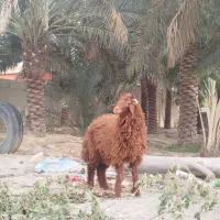 بره