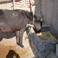 قاطر  نر  یک سال و ۸ ماهه