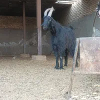 چپش روزگاری