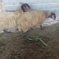 فروش گوسفند|حیوانات مزرعه|قائمشهر, |دیوار