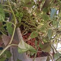 فروش ۹ عدد گلدان با گل‌های آپارتمانی زیاد،زیر قیمت