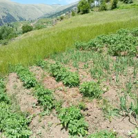 فروش-یک-قطعه-زمین