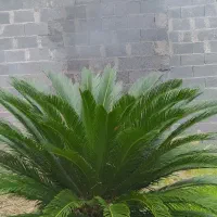 گل زینتی سیکاس سالم شاداب