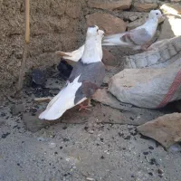 نرو ماده اسبی شونی|پرنده|چگنی, |دیوار