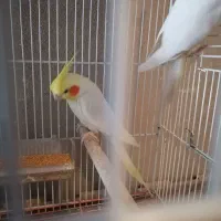 جفت عروس هلندی