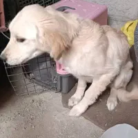 سگ گلدن رتریور اصلی|سگ|هشتگرد, مدرس|دیوار