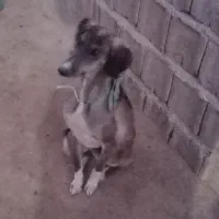 تازی توله