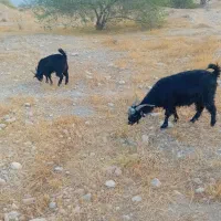 بز آبستن کهردار