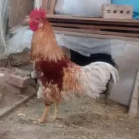 فروش خروس برای شب یلدا|حیوانات مزرعه|بازرگان, |دیوار