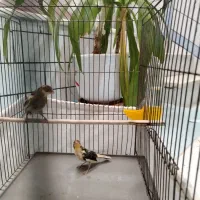 جوجه قناری نرابلغ