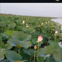 تور خانوادگی ودوستانه طبیعت گردی باسواری|تور و چارتر|بندر انزلی, پاسداران|دیوار