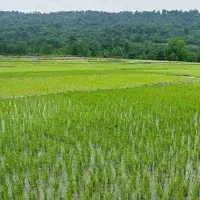 زمین-کشاورزی1450متری-کیسم-آستانه-اشرفیه