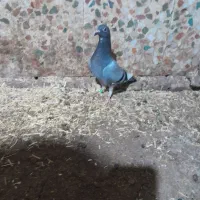 کبوتر جوجه پلاکی|پرنده|دزفول, |دیوار