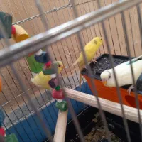 یه جفت مرغ عشق با دوتا جوجه شش ماهه|پرنده|کرمانشاه, |دیوار