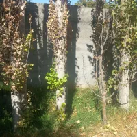 درخت سپیدال