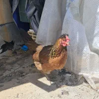 مرغ محلی تخم کذار