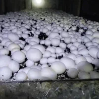 فروش کمپوست قارچ و خاک پوششی