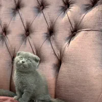 گربه های خیلی ناز|گربه|یزد, |دیوار