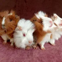 خوکچه خرگوش قفس خوکچه هندی فشن