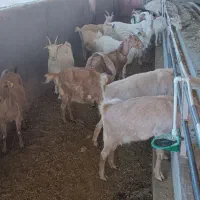 بز سانن|حیوانات مزرعه|بیرجند, |دیوار