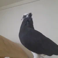 ابلغ سیاه ماده عالی