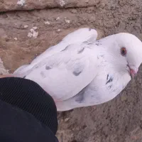 کبوتر
