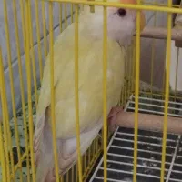 پرنده|پرنده|بندر امام خمینی, |دیوار