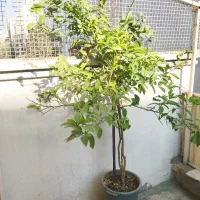 درخت نارنج و پرتقال|گل و گیاه طبیعی|تهران, نظام‌آباد|دیوار