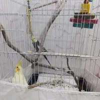 عروس هلندی