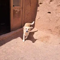 توله سگ خشگل