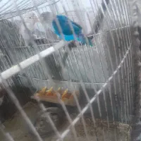 طوطی برزیلی