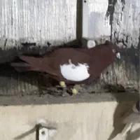 سرک سرخ گمشده