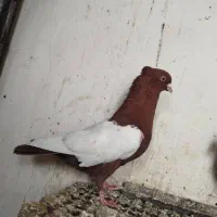 چپی سفید|حیوانات|اهواز, کوی علوی|دیوار