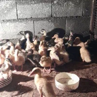 جوجه اردک ۱۷ روزه مگ مگی واکسینه شده|حیوانات مزرعه|نور, |دیوار