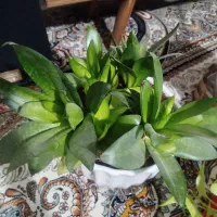 گل طبیعی|گل و گیاه طبیعی|نیشابور, ده حلاج|دیوار