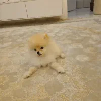 پامرین خرسی ۵ ماهه