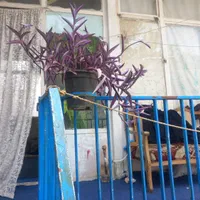 فروش زمین ۵۰ متری در سجادشمالی|فروش زمین و ملک کلنگی|تهران, امام سجاد(ع)|دیوار