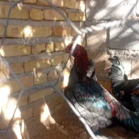 مرغ ویروس رسمی|حیوانات مزرعه|قیدار, |دیوار