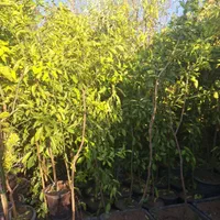 نارنج بارده