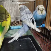 مرغ عشق رنگهای خاص|پرنده|صباشهر, |دیوار