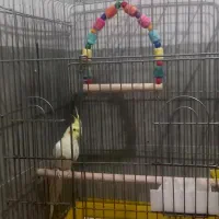 عروس هلندی نر|پرنده|کبودرآهنگ, |دیوار